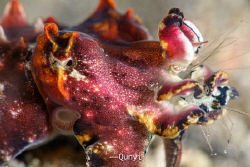 Shot by Nikon Z7, 105mm. A flamboyant octopus is eating a... by Qunyi Zhang 